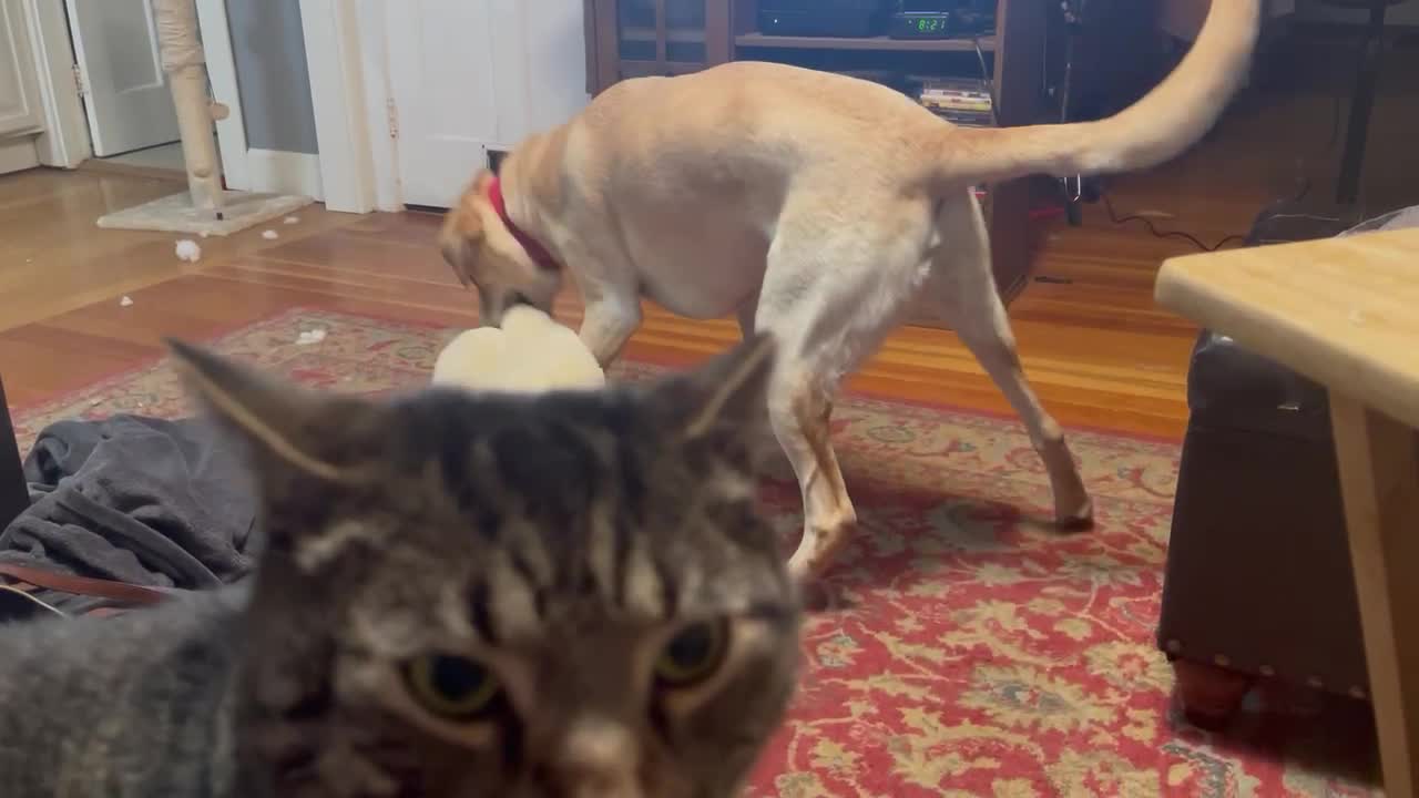 Video