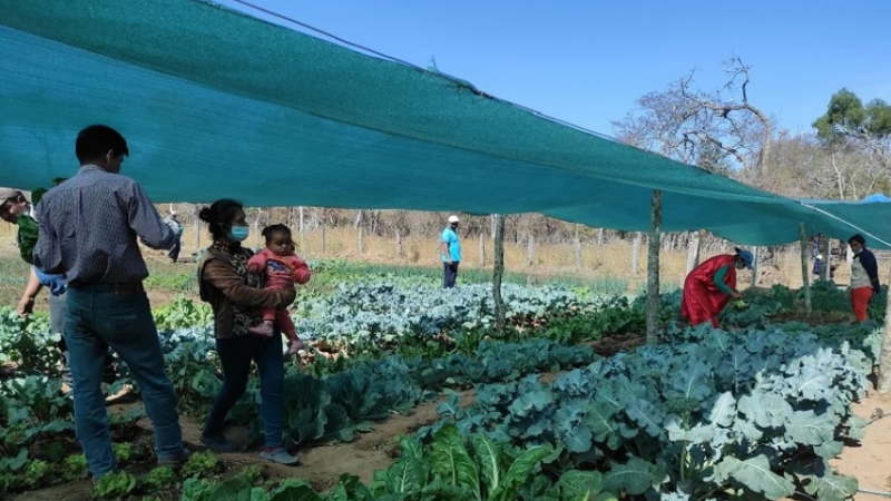 How the Pandemic Transformed Argentina's Yerba Mate Traditions - Gastro  Obscura