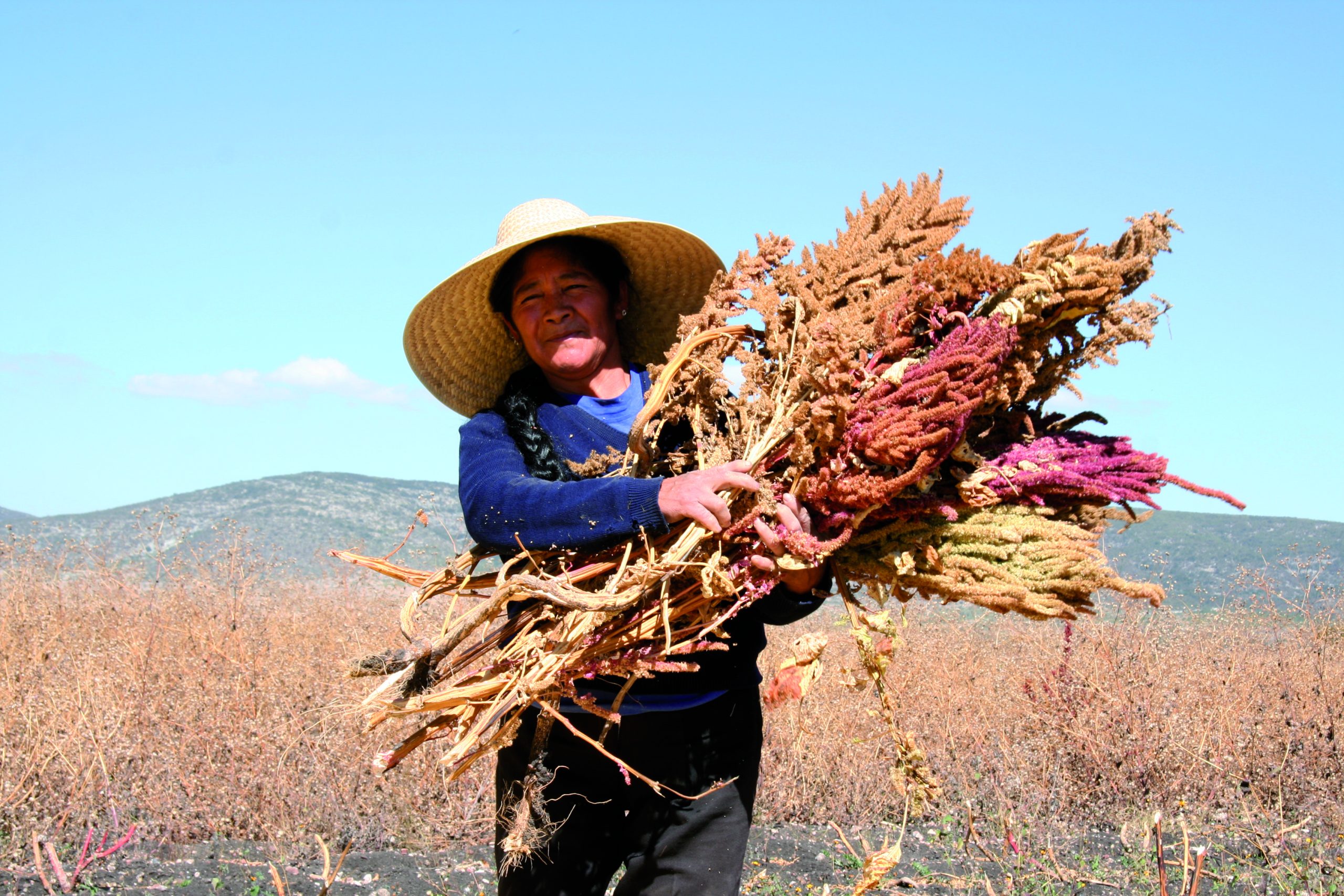 How the Pandemic Transformed Argentina's Yerba Mate Traditions - Gastro  Obscura